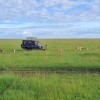 Masai Mara i povratak kući 