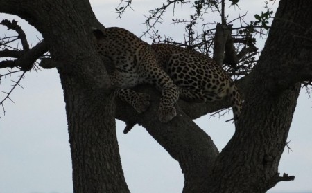 Leopard