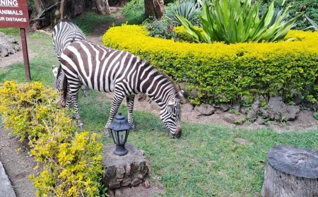 Zebra